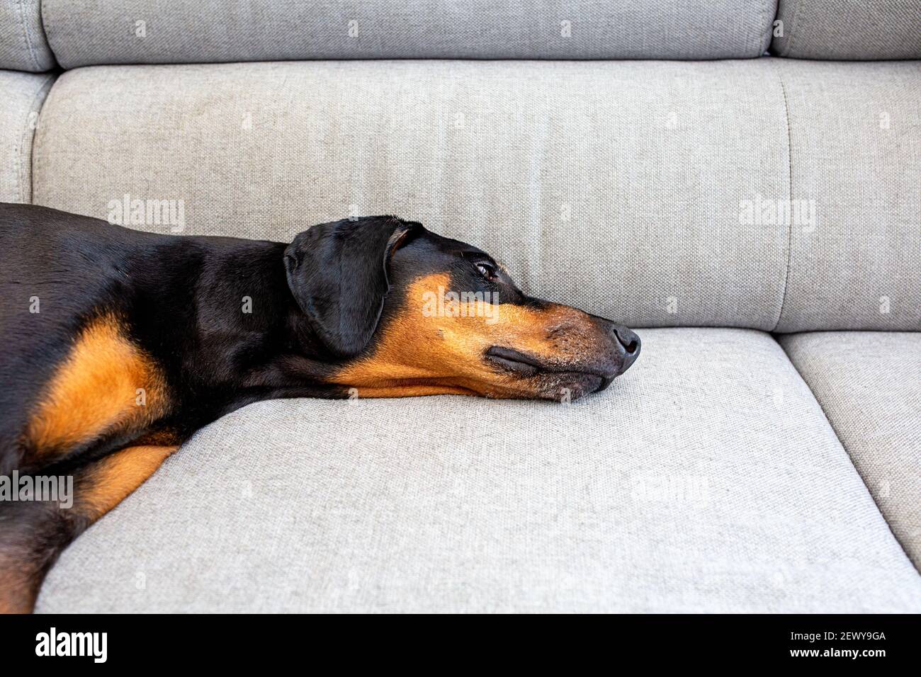 Cane Doberman sdraiato sul divano grigio Foto Stock