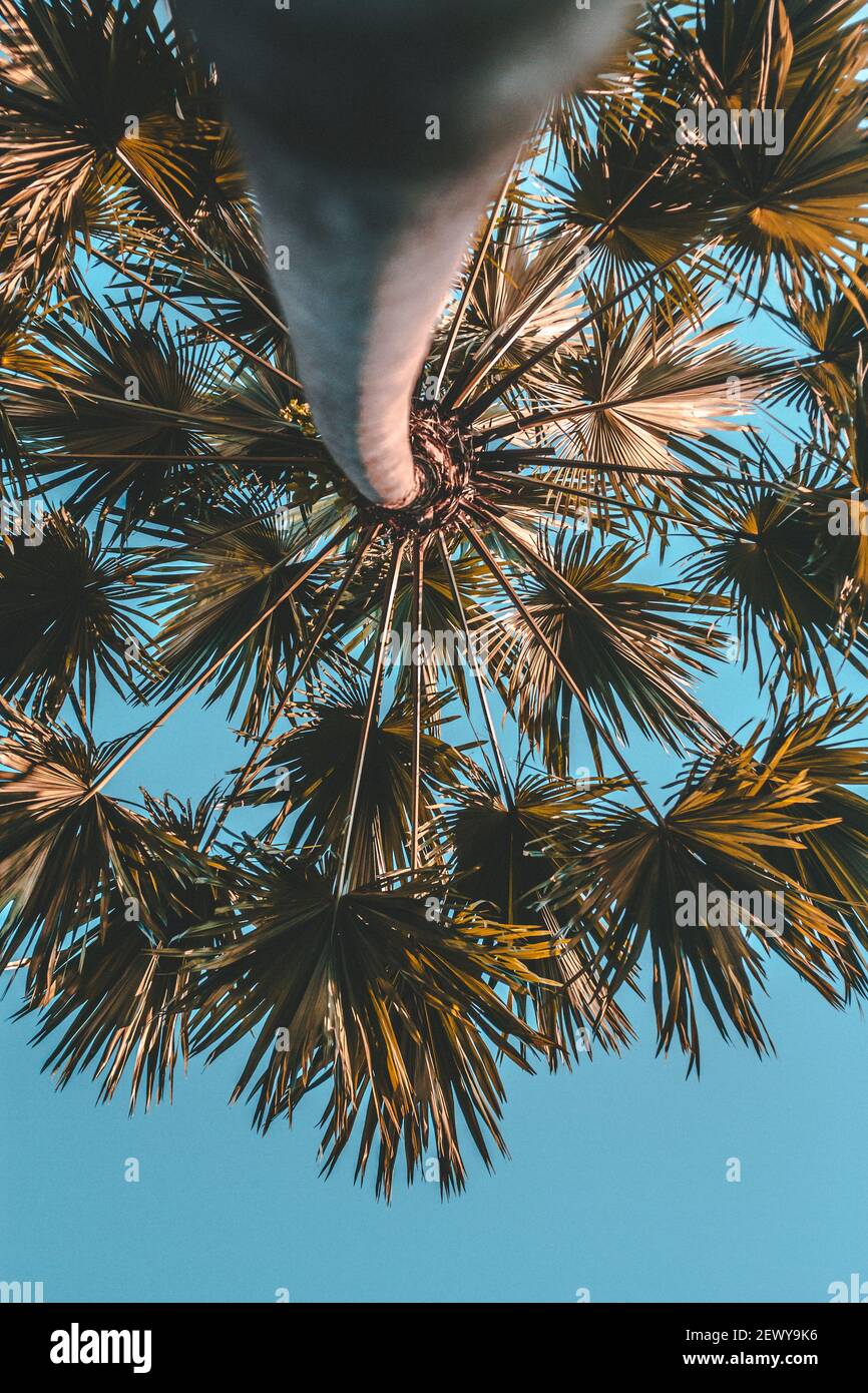Una palma sul lato della strada a Kuala Lumpur. Foto Stock