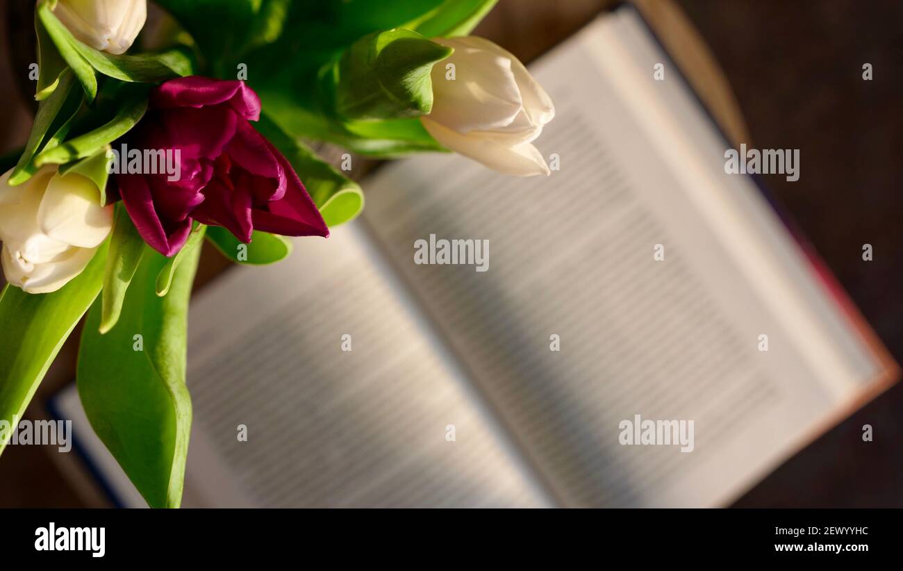 Tulipani dei fiori primaverili su sfondo di un libro in una giornata di sole. Questa foto è adatta per librerie, Giornata internazionale della donna, scrittore, primavera, giorno della madre Foto Stock