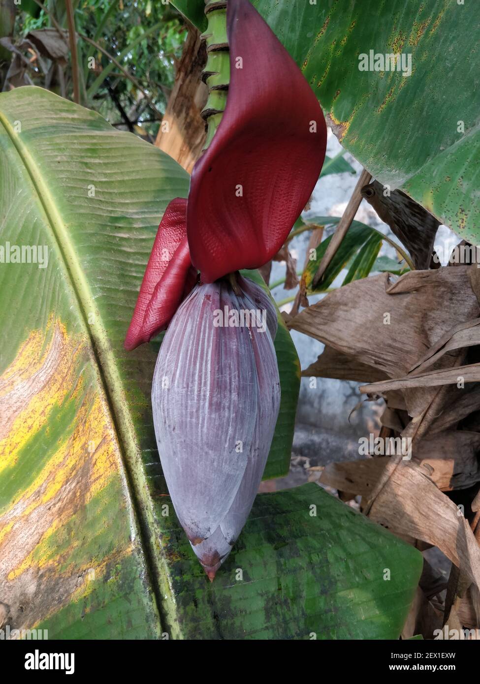 Un colpo verticale di un fiore di pelle viola a forma di a. lacrima conosciuta anche come un fiore di banana e una banana cuore Foto Stock