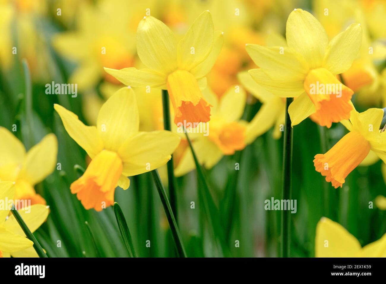 Daffodil 'Jetfire'. Narcissus "Jet Fire". Narcissus Cyclamineus "Jet Fire". Cyclamineus daffodil con vibranti trombe arancioni. Foto Stock