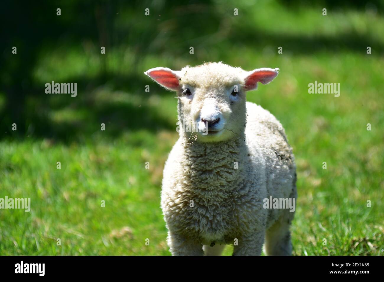 Agnello inquisitivo con il viso carino e pelliccia come la lana guardando direttamente nell'obiettivo della fotocamera. Foto Stock
