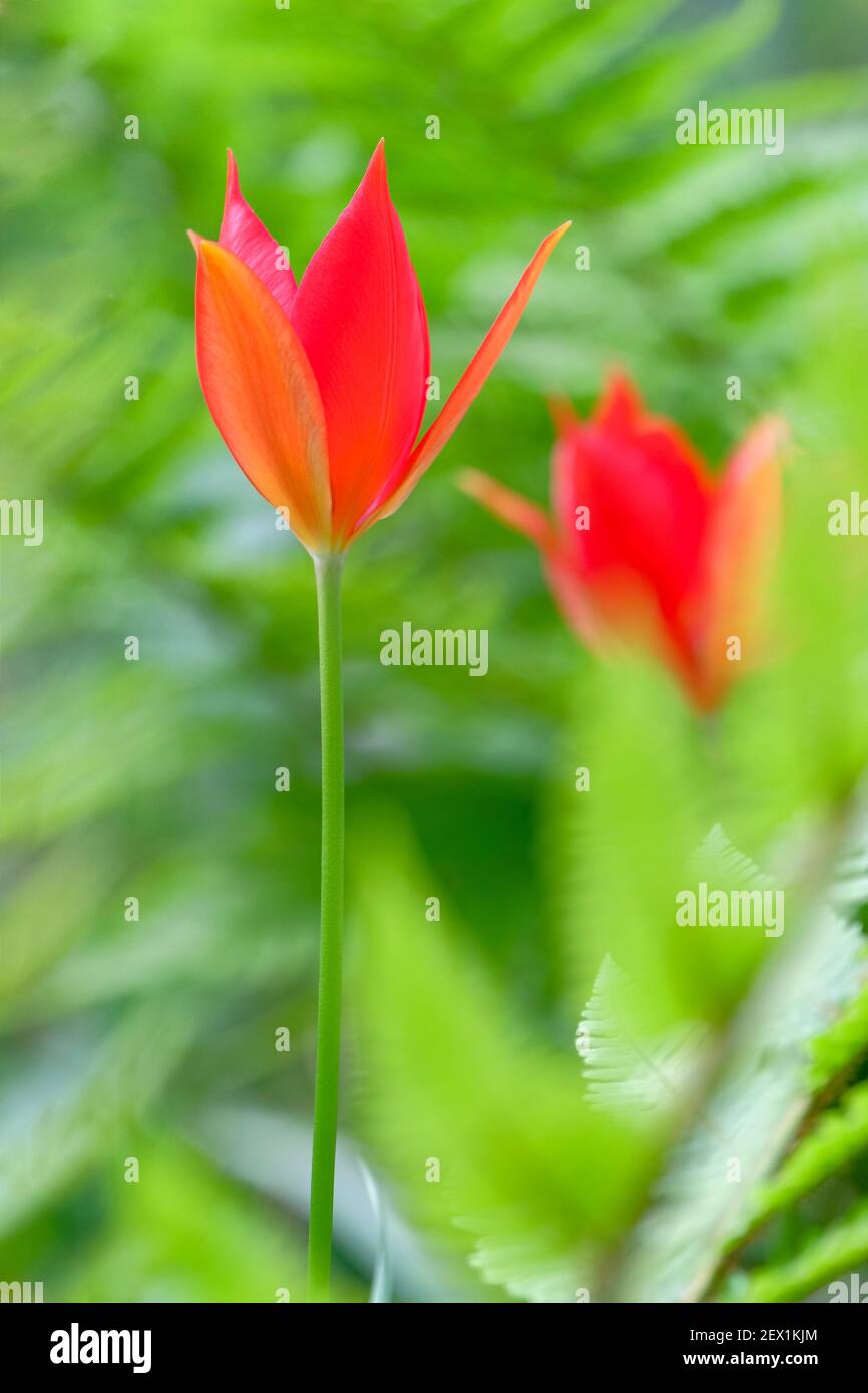 Calice a forma di calice, fiori scarlatto di Tulipa sprengeri. Tulipano Sprenger. Sinonimo: Tulipa brachyanthera Freyn. Tulipano selvatico. Sfondo verde vivace Foto Stock