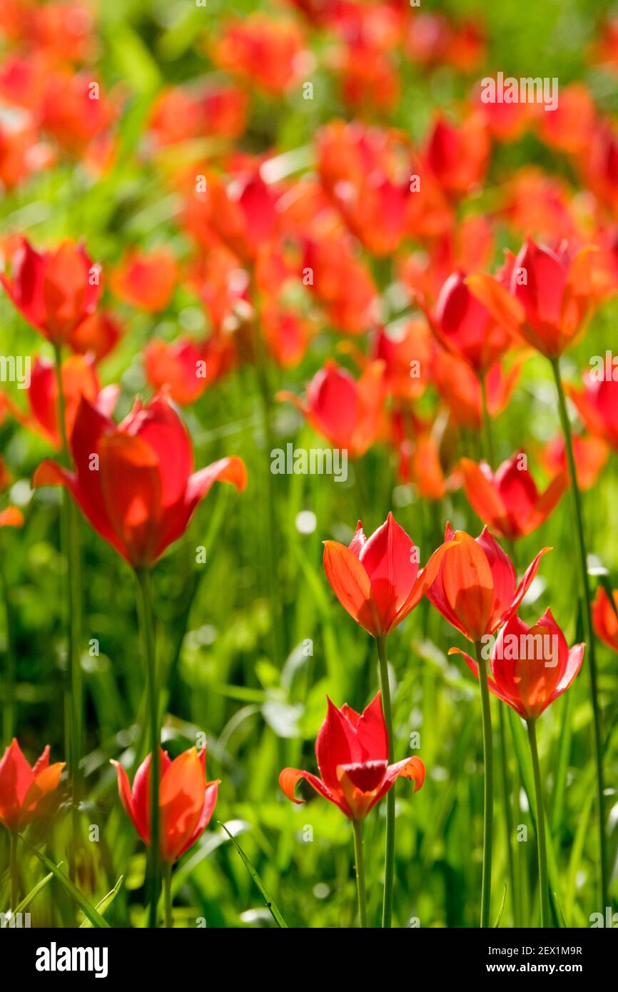 Calice a forma di calice, fiori scarlatto di Tulipa sprengeri. Tulipano Sprenger. Sinonimo: Tulipa brachyanthera Freyn. Tulipano selvatico Foto Stock