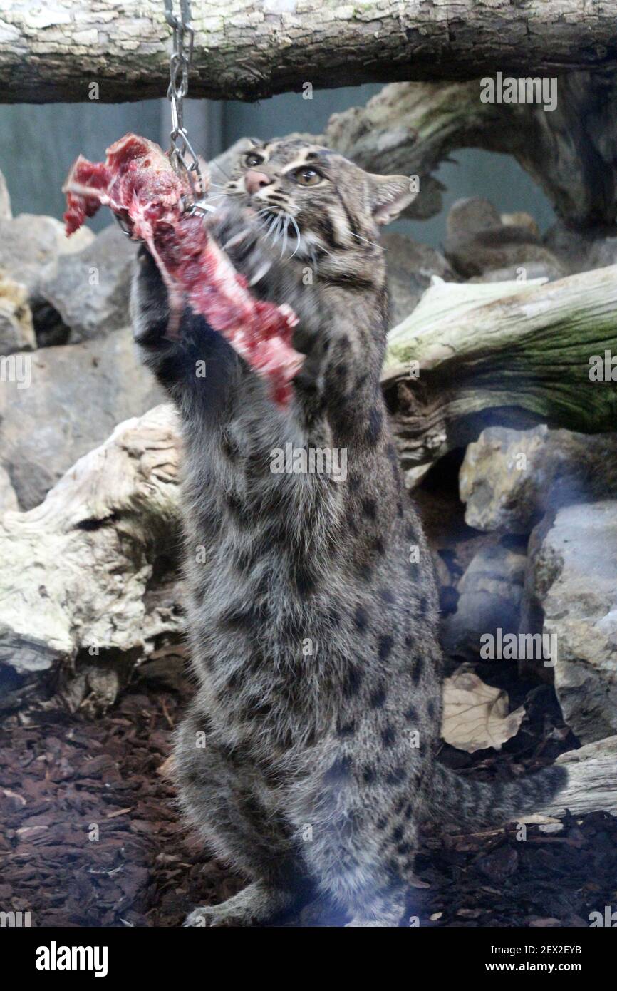 Fischkatze Foto Stock