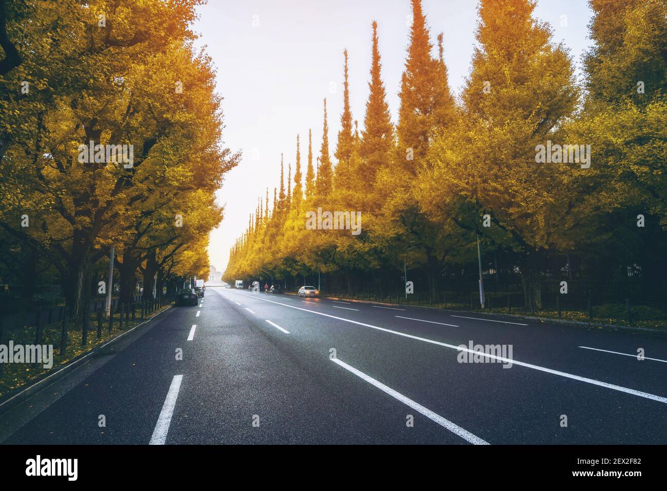 Bella strada con alberi su siderogad in autunno. Strada dritta con cascate natura sfondo girato a Icho Namiki Road, Tokyo, Giappone. Foto Stock