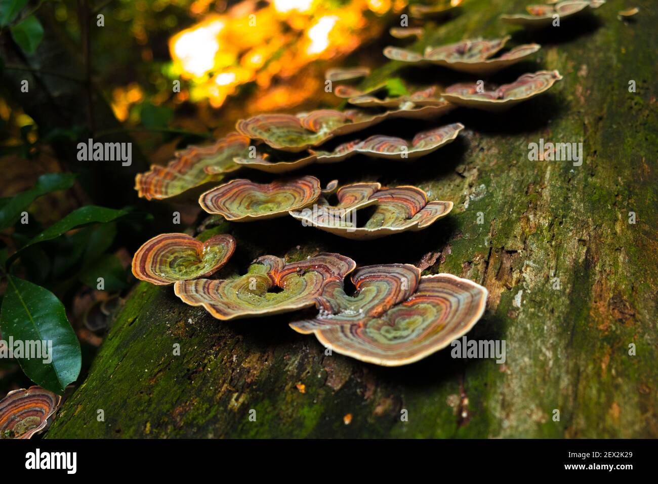 Lontano fuori funghi Foto Stock