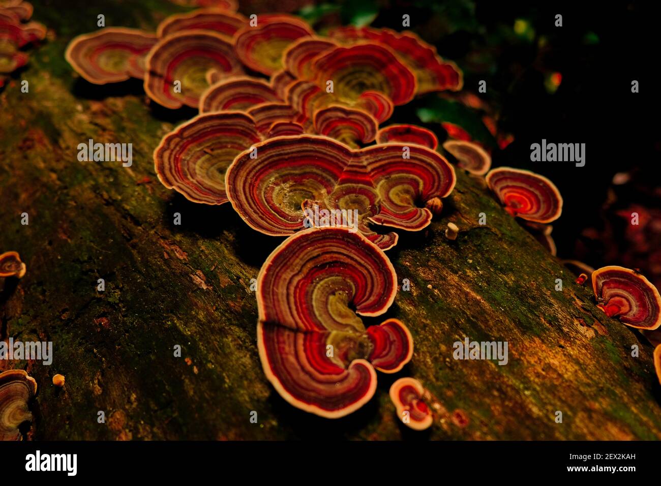 Lontano fuori funghi Foto Stock