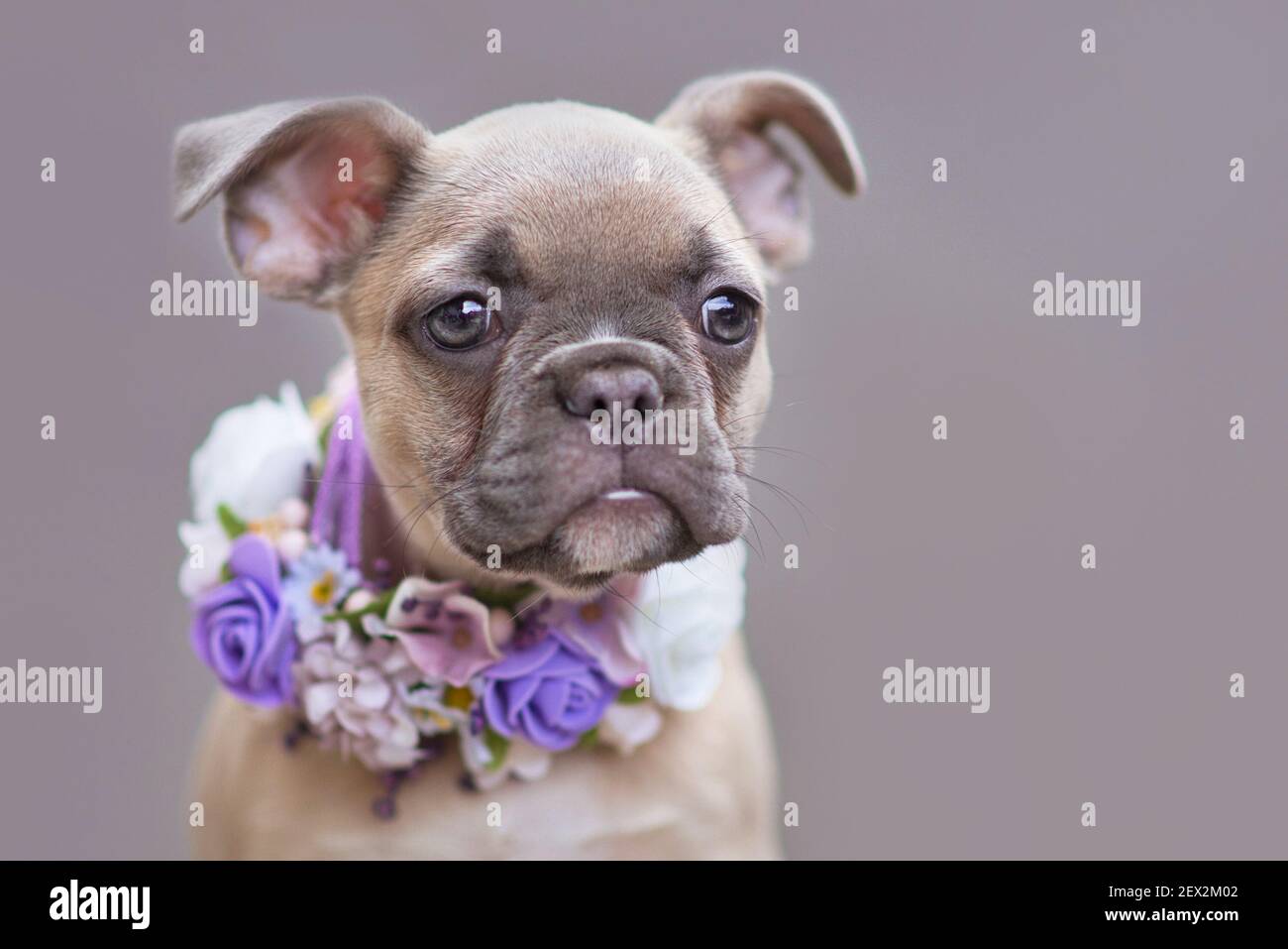 Ritratto del giovane cucciolo francese del cane Bulldog con orecchie floppy indossando un collare di fiori viola davanti alla parete grigia Foto Stock