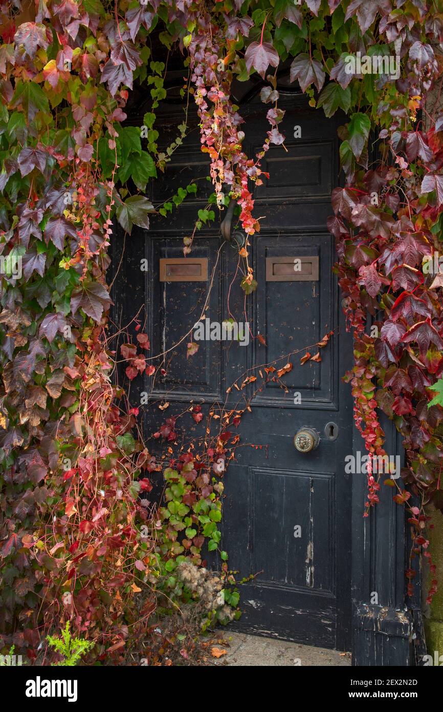 Virginia superriduttore e edera crescere intorno a una vecchia casa porta Foto Stock