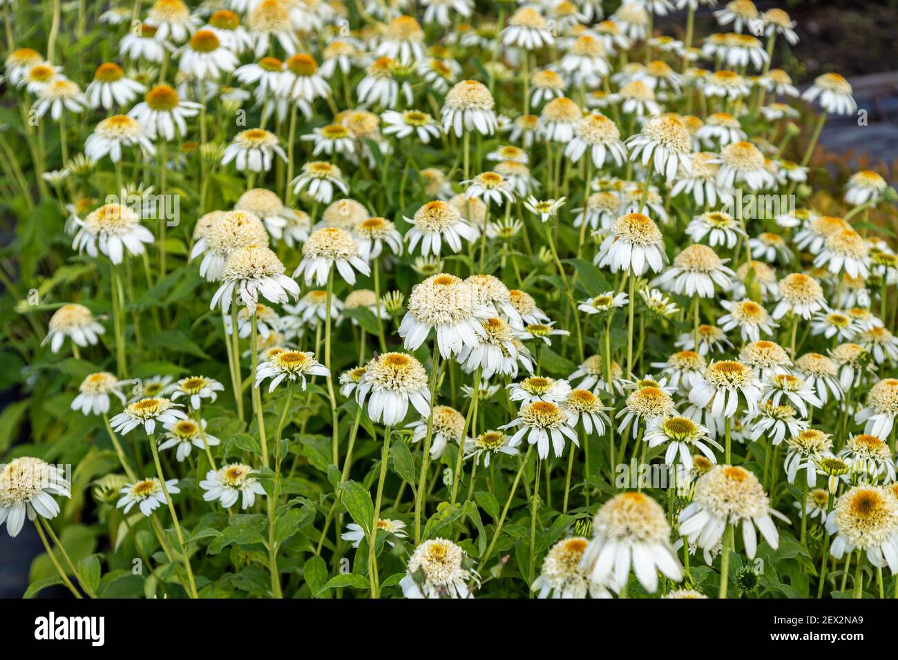Primo piano di fiori di Echinacea Milkshake in giardino Foto Stock