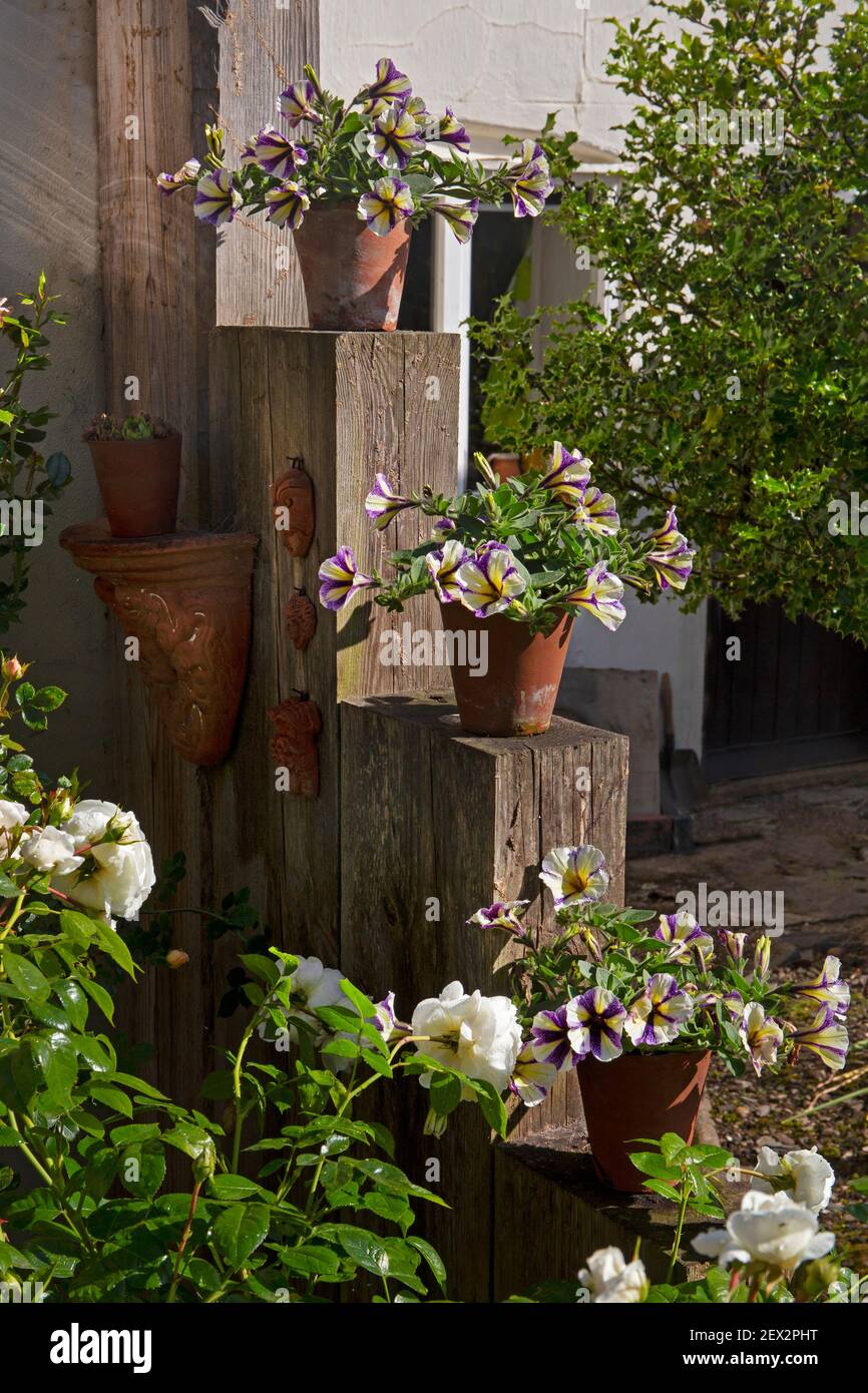 Vasi di fiori esposti su traversine ferroviarie in legno in giardino inglese Foto Stock