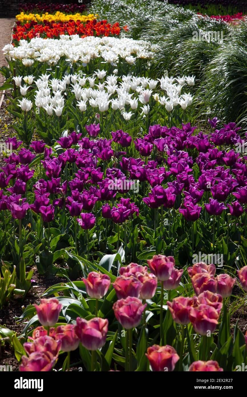 Letti di tulipani primaverili in giardino inglese Foto Stock