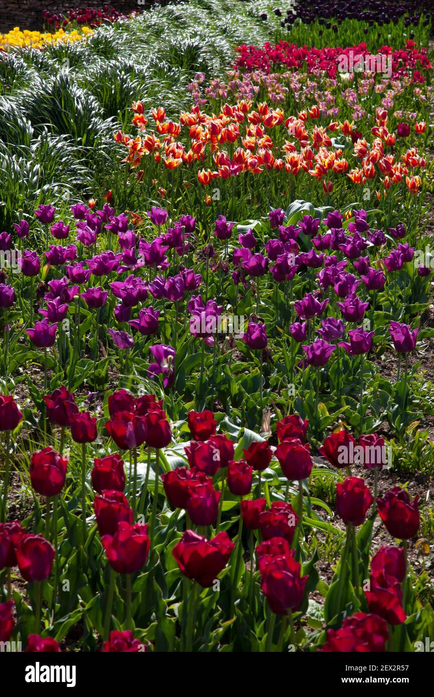 Letti di tulipani primaverili in giardino inglese Foto Stock