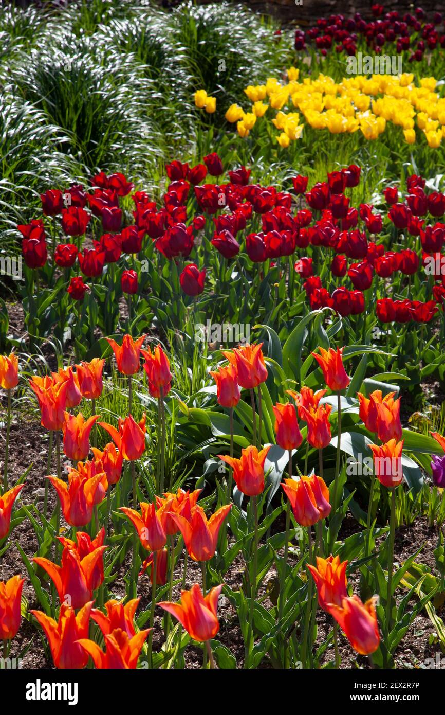 Letti di tulipani primaverili in giardino inglese Foto Stock