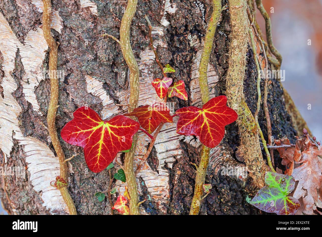 Foglie di Ivy in colore invernale che crescono su un tronco di betulla Foto Stock