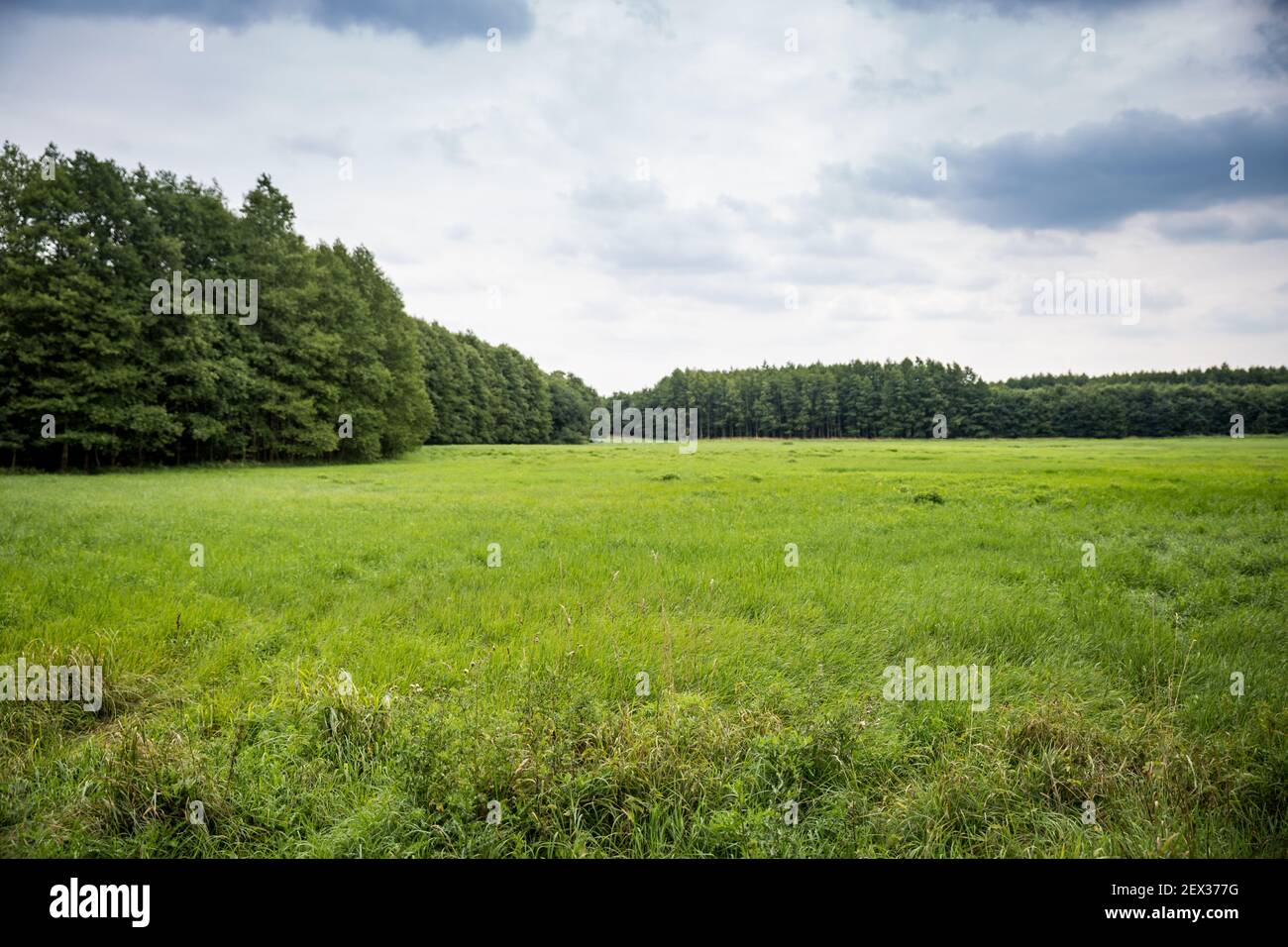 Countyside con Foresta e prato sotto il cielo nuvoloso, Germania, Europa Foto Stock