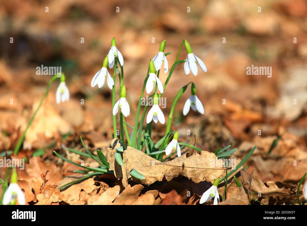 Fiori alle nevi, soleggiata giornata primaverile nella foresta Foto Stock