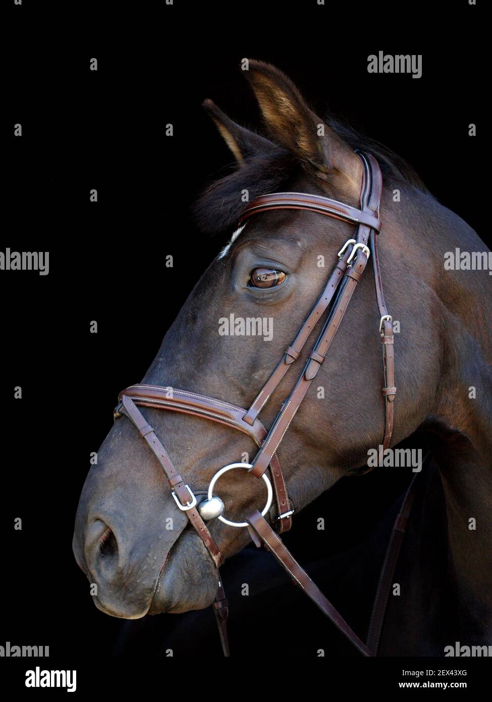 Un colpo alla testa di un cavallo nero in una briglia. Foto Stock