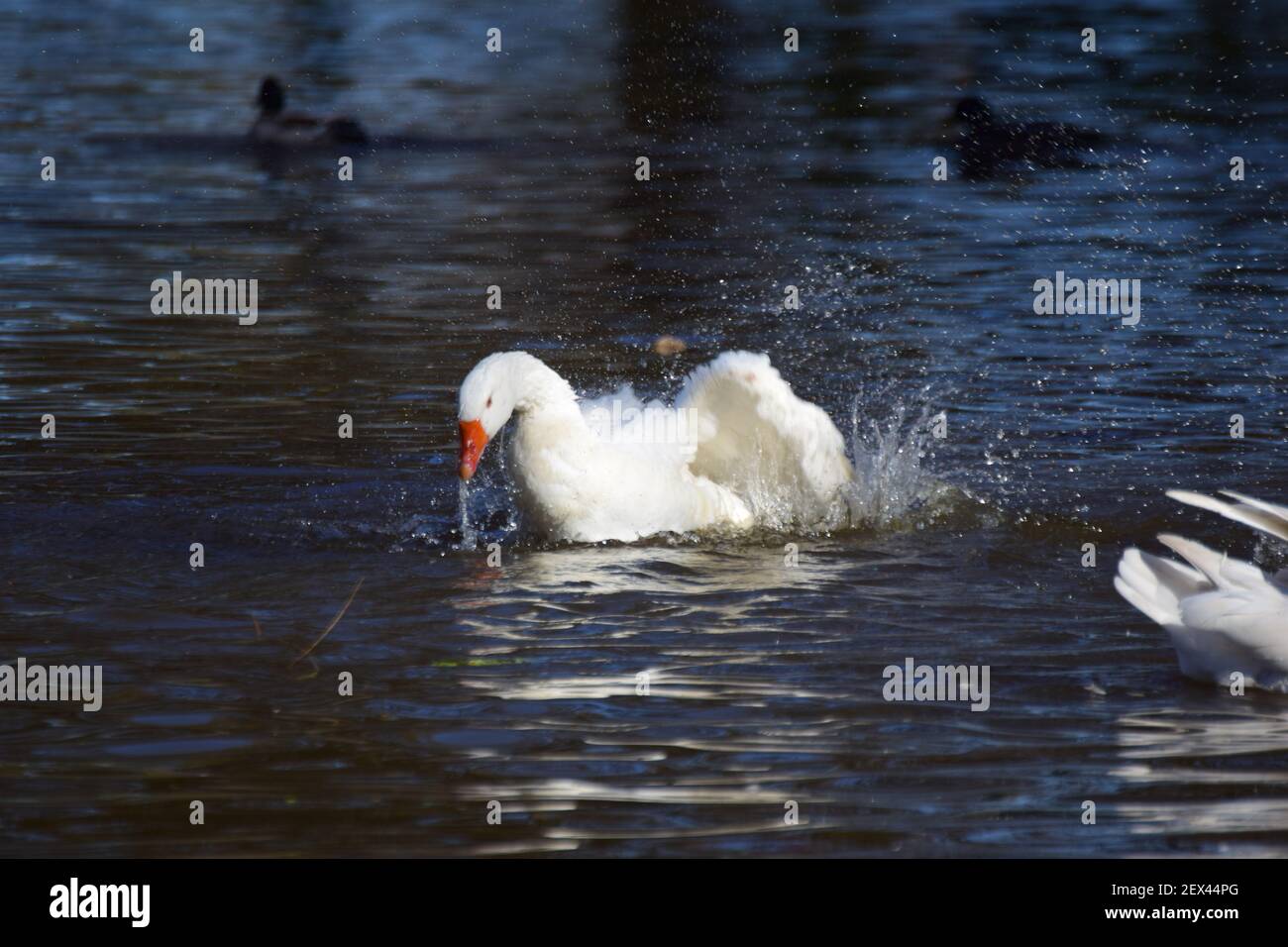 Un'oca bianca nuota su un lago e la pulisce piombare in acqua Foto Stock