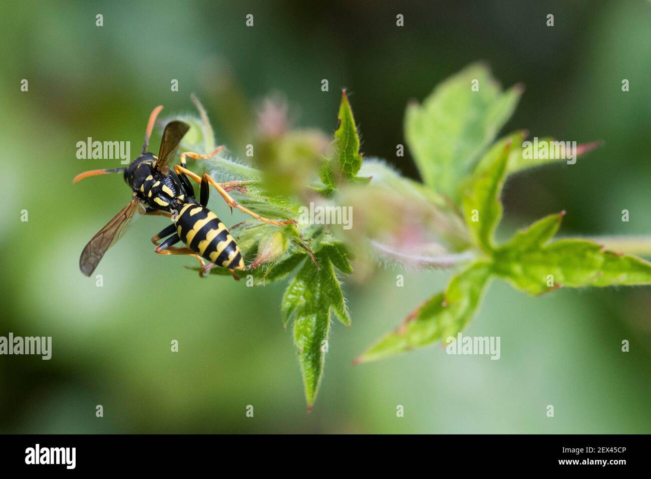 Carta Wasp (Polistes sp) su una foglia in un giardino, Lorena, Francia Foto Stock