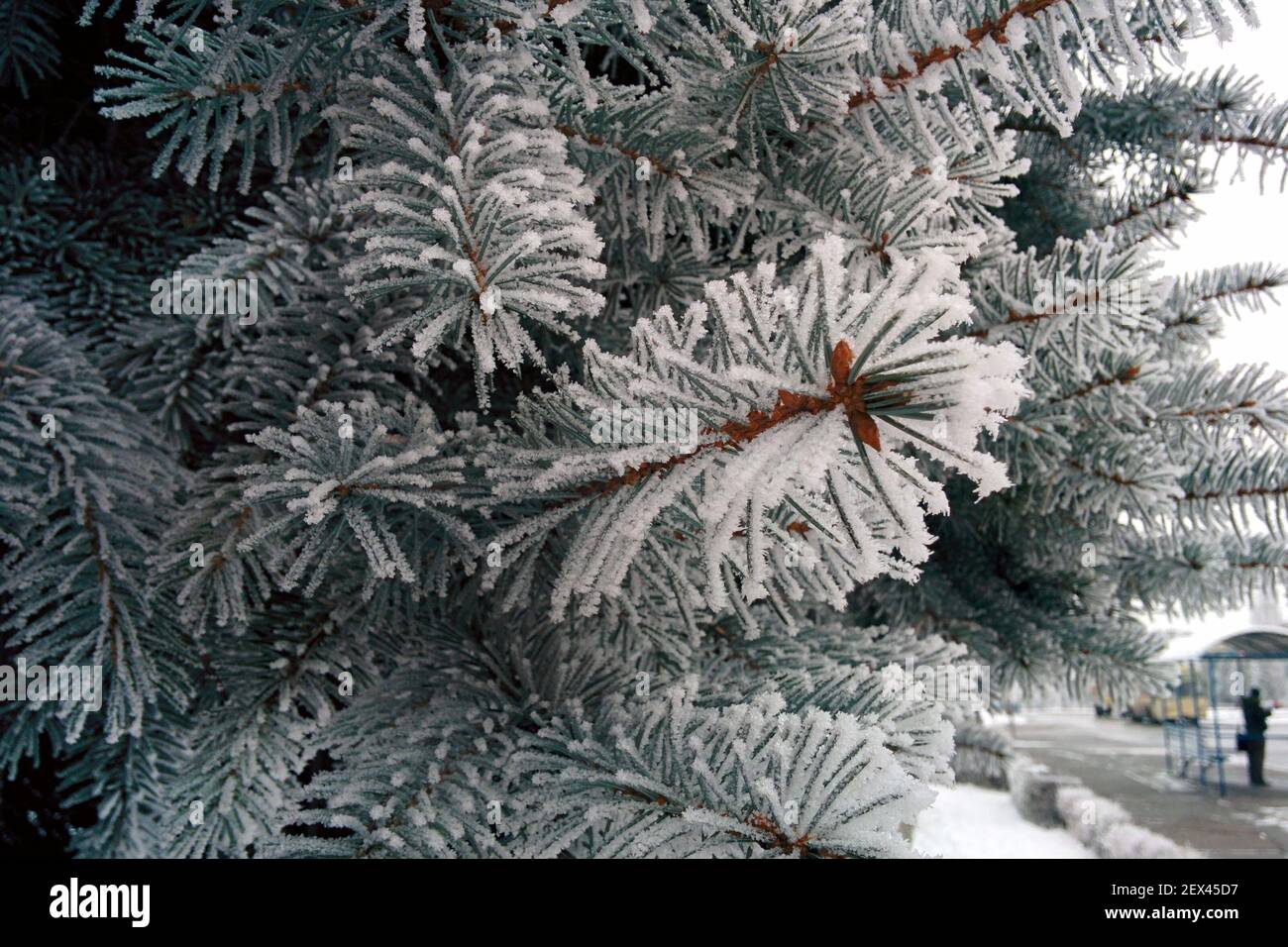 Ramo di abete rosso ricoperto di neve soffice. Aghi ricoperti di brina. Foto Stock