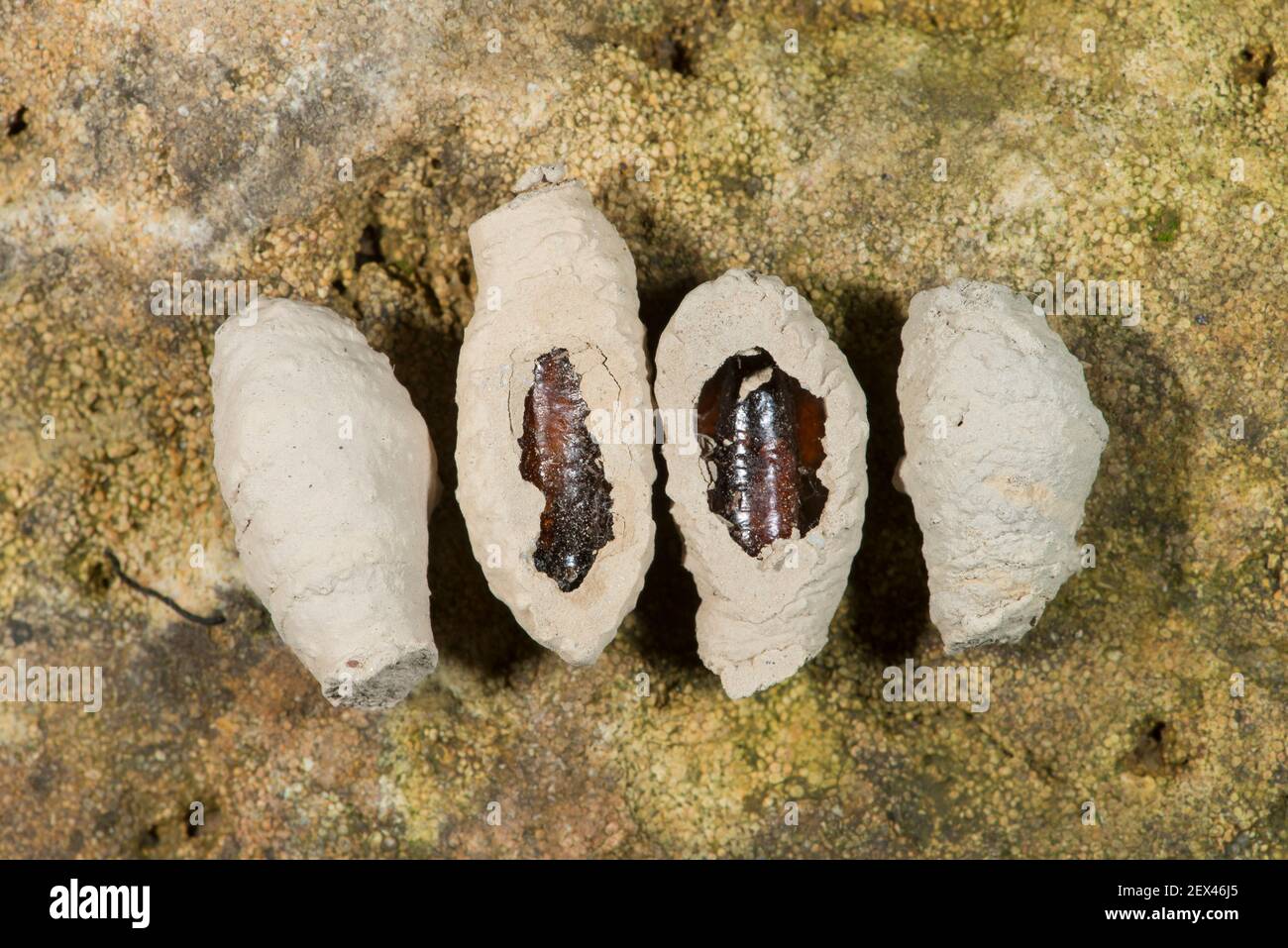 Fango Dauber Wasp (Sceliphron sp) crisalis nel loro vaso di terra, Vosges, Franc Foto Stock