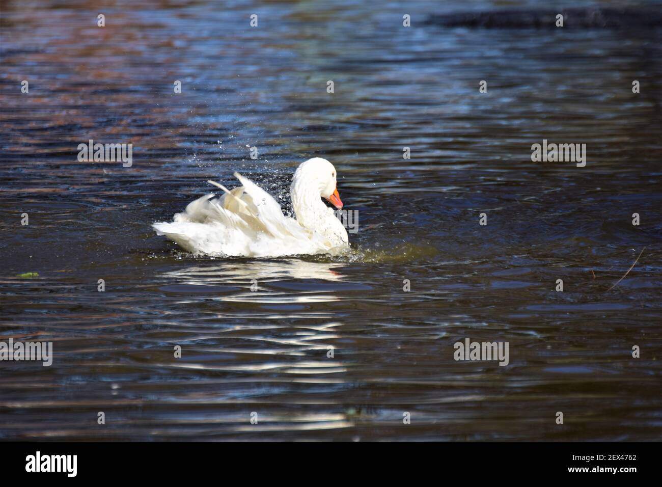 Un'oca bianca nuota su un lago Foto Stock