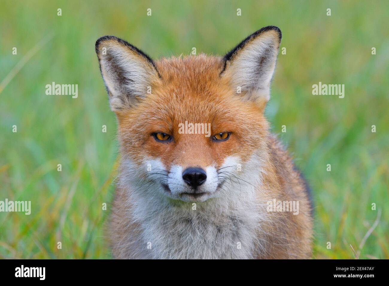 Red Fox (Vulpes vulpes), Estate, Germania, Europa Foto Stock