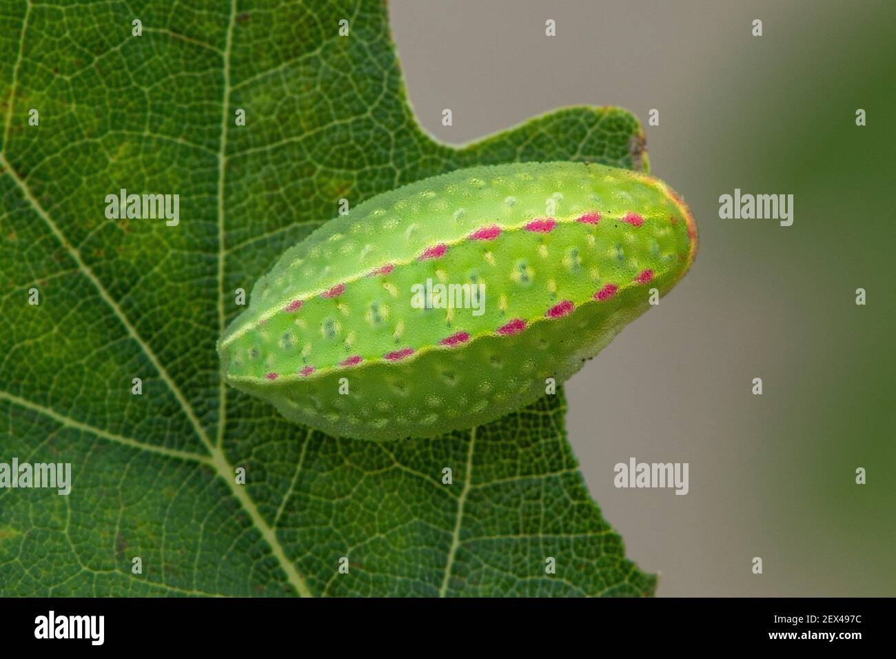 Festoon (Apoda limacodes, caterpillar, Fontaine la Mallet, Normandia, Francia Foto Stock