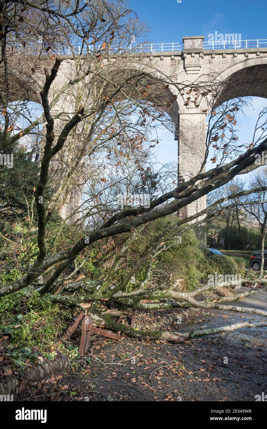 Un albero caduto portato giù da Storm Bella a Newquay in Cornovaglia. Foto Stock