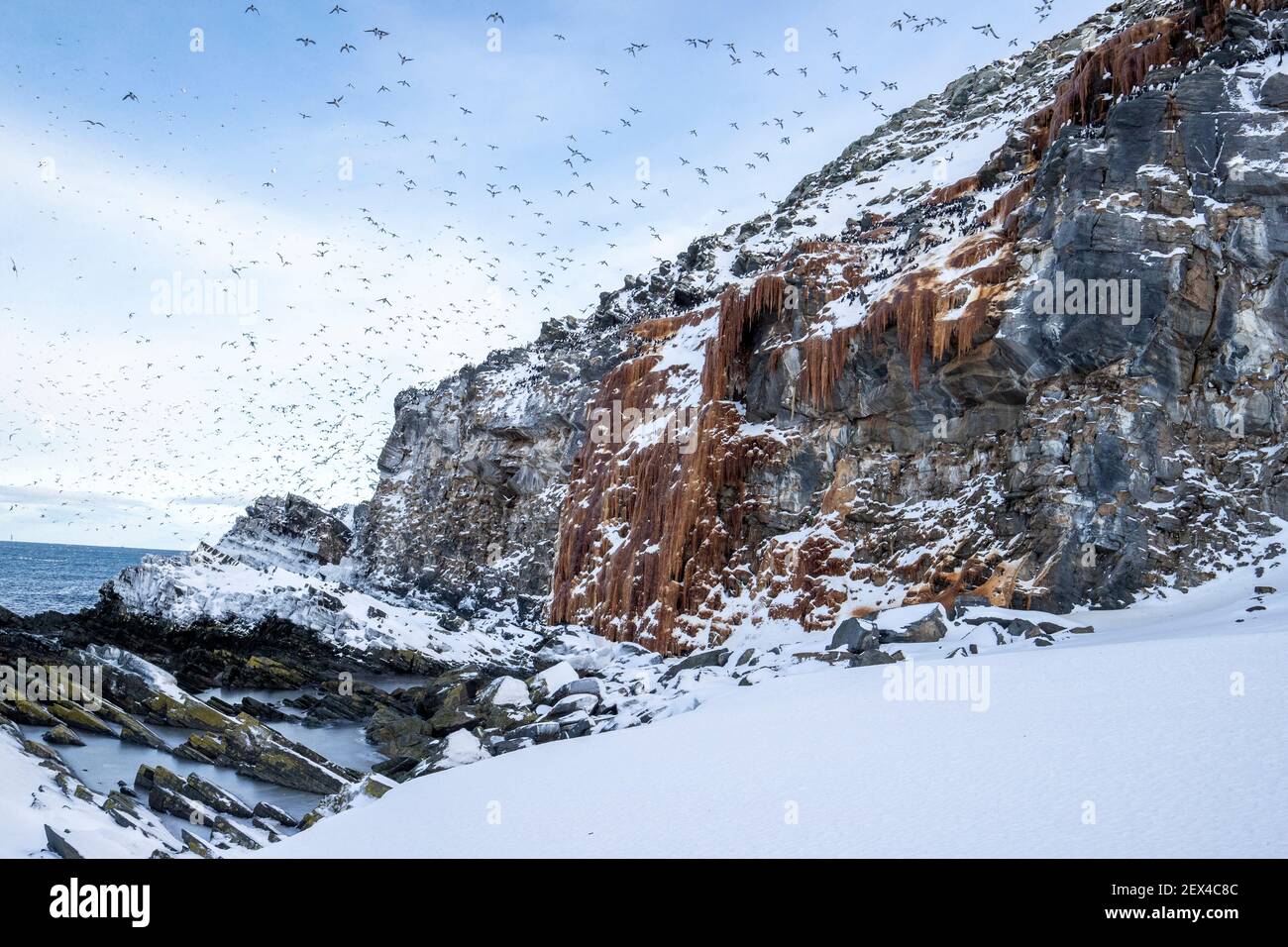 Murre comune in volo, aria aalge. Hornoya, Norvegia Foto Stock