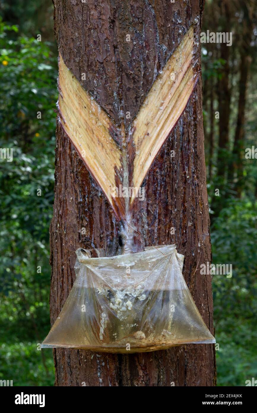 Raccolta di resina di pino da alberi sanguinanti, Uganda Foto stock - Alamy
