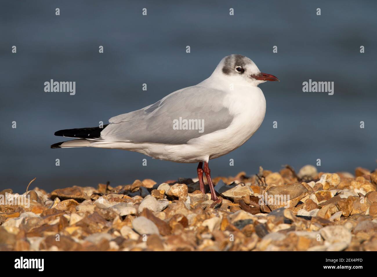 Seagull, Common,Gull, Cowes,Isle of Wight,Inghilterra,Regno Unito, Foto Stock