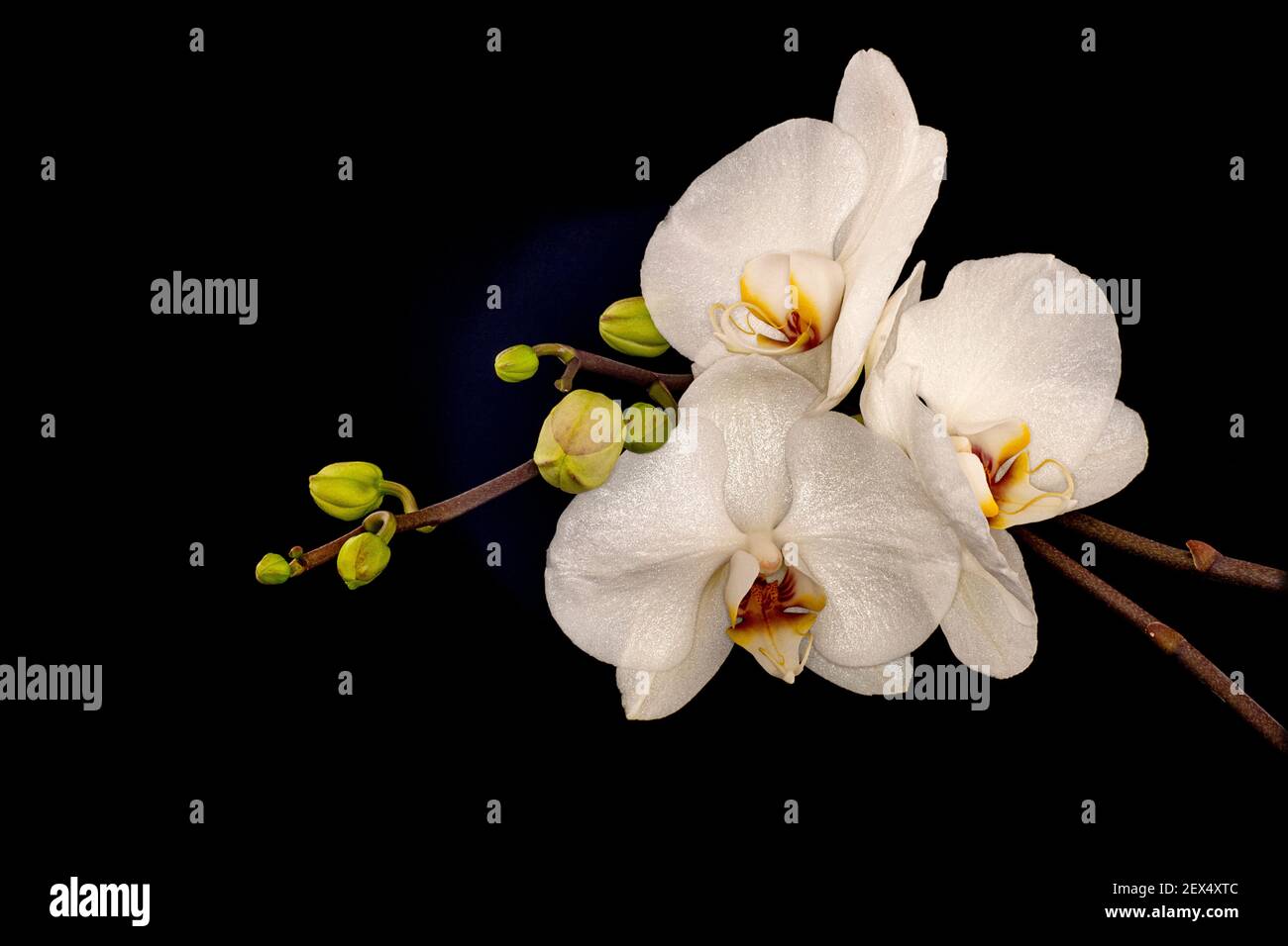 Falena Orchidea Phaelanopsis Foto Stock