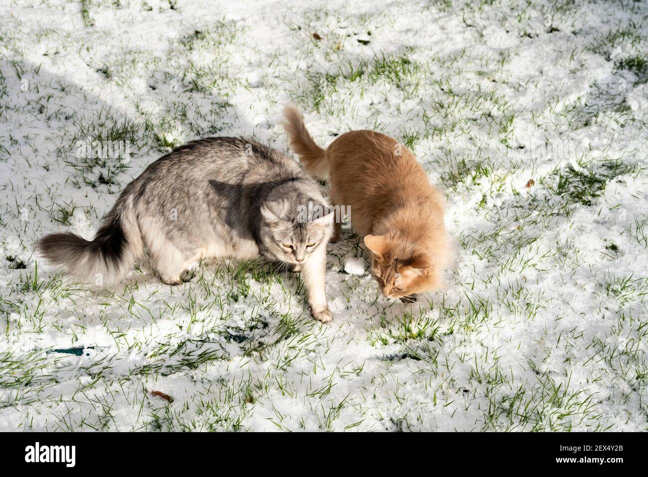 Due gatti pedigree somali giocano nella neve d'inverno sul giardino prato Foto Stock