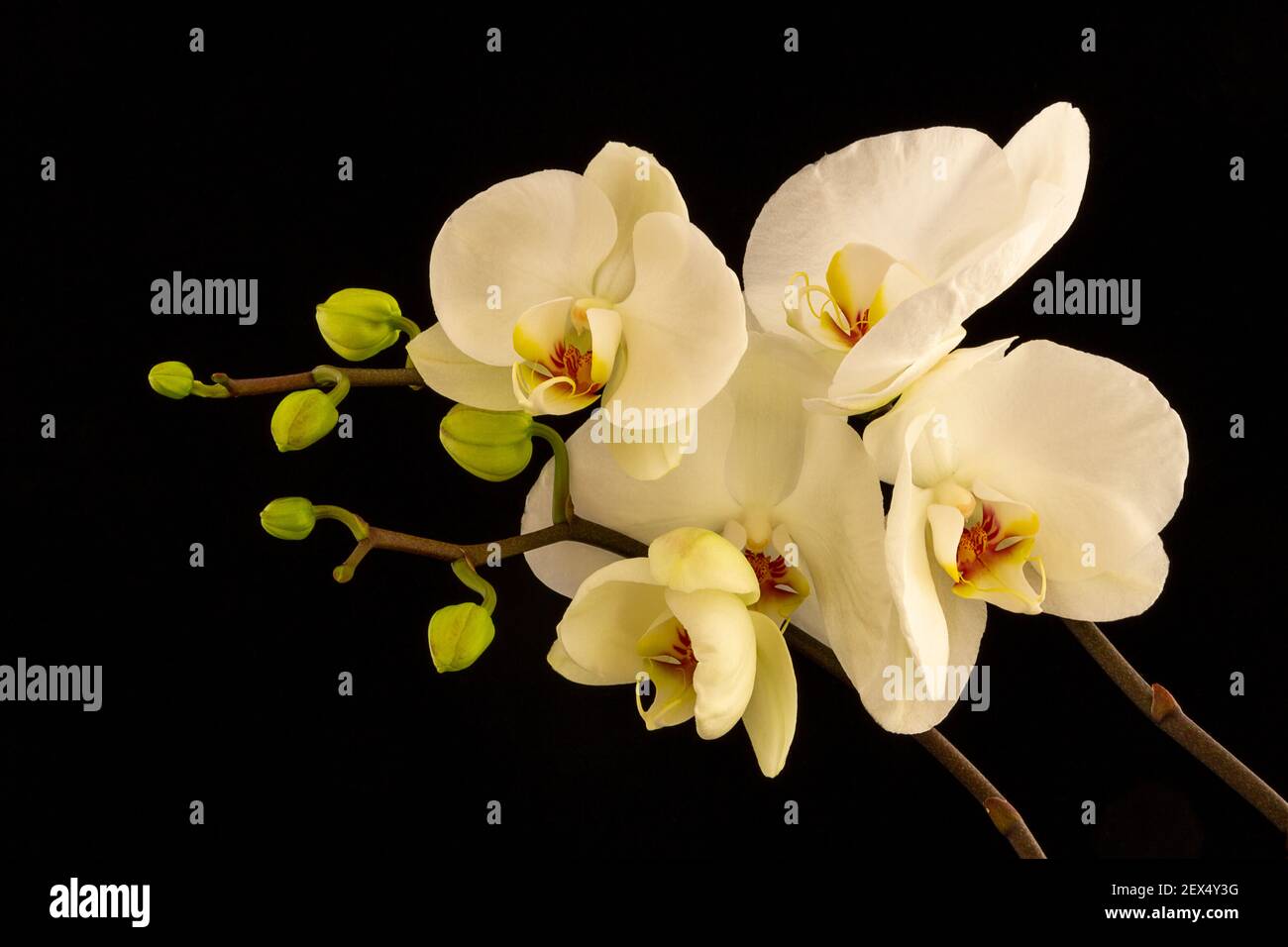 Falena Orchidea Phaelanopsis Foto Stock