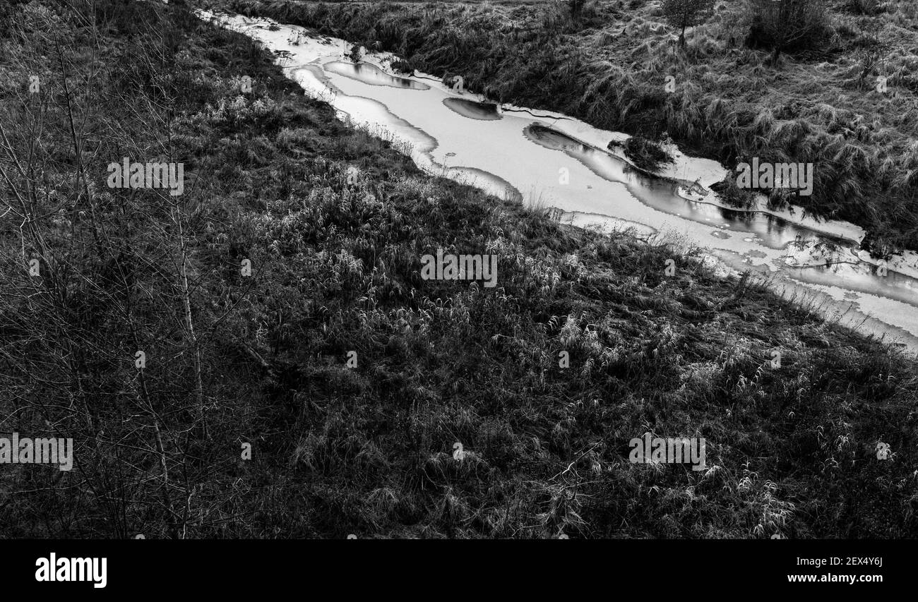 Isola nel Tweed, Kelso, Scozia chiamata Anna di legno (legno è un posto, Anna significa isola nel fiume). Terreno boschivo comunitario piantato su zona di alluvione con Foto Stock