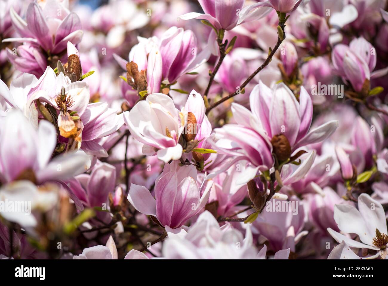 Magnolia albero in fiori. Fiori rosa sull'albero. Paesaggio primaverile. Foto Stock