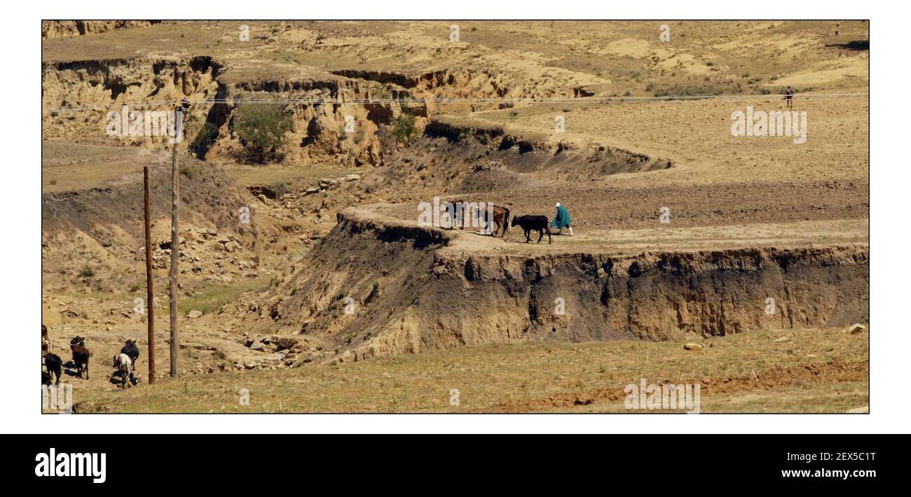 NATALE APPEALSend un mucca--- il paesaggio aspro scarred in Lesotho. Dove piogge basse e erosione seria fa raccolti crescenti o alimentando una famiglia una continua foto in salita di David Sandison novembre 2004 Foto Stock