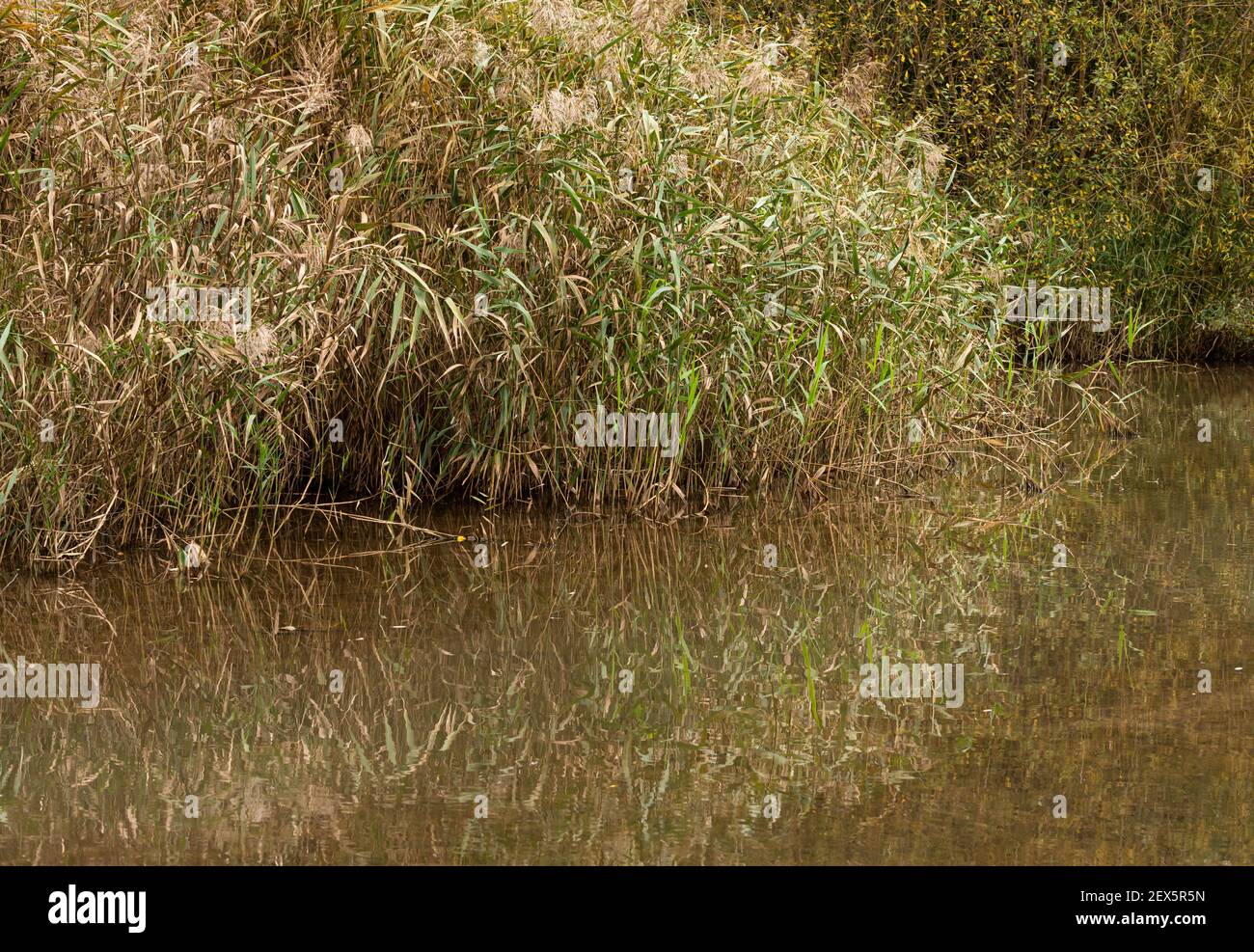 Canne d'acqua che si riflettono nello stagno di un parco cittadino Foto Stock