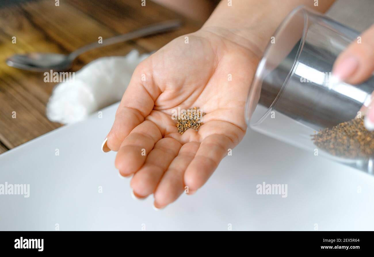 Giardinaggio domestico. Donna ha versato i semi di rucola da un bicchiere nel palmo. Preparazione per piantare semi di rucola su un pezzo di lana di cotone su un piatto. Micro verde in crescita. Messa a fuoco selettiva. Foto Stock