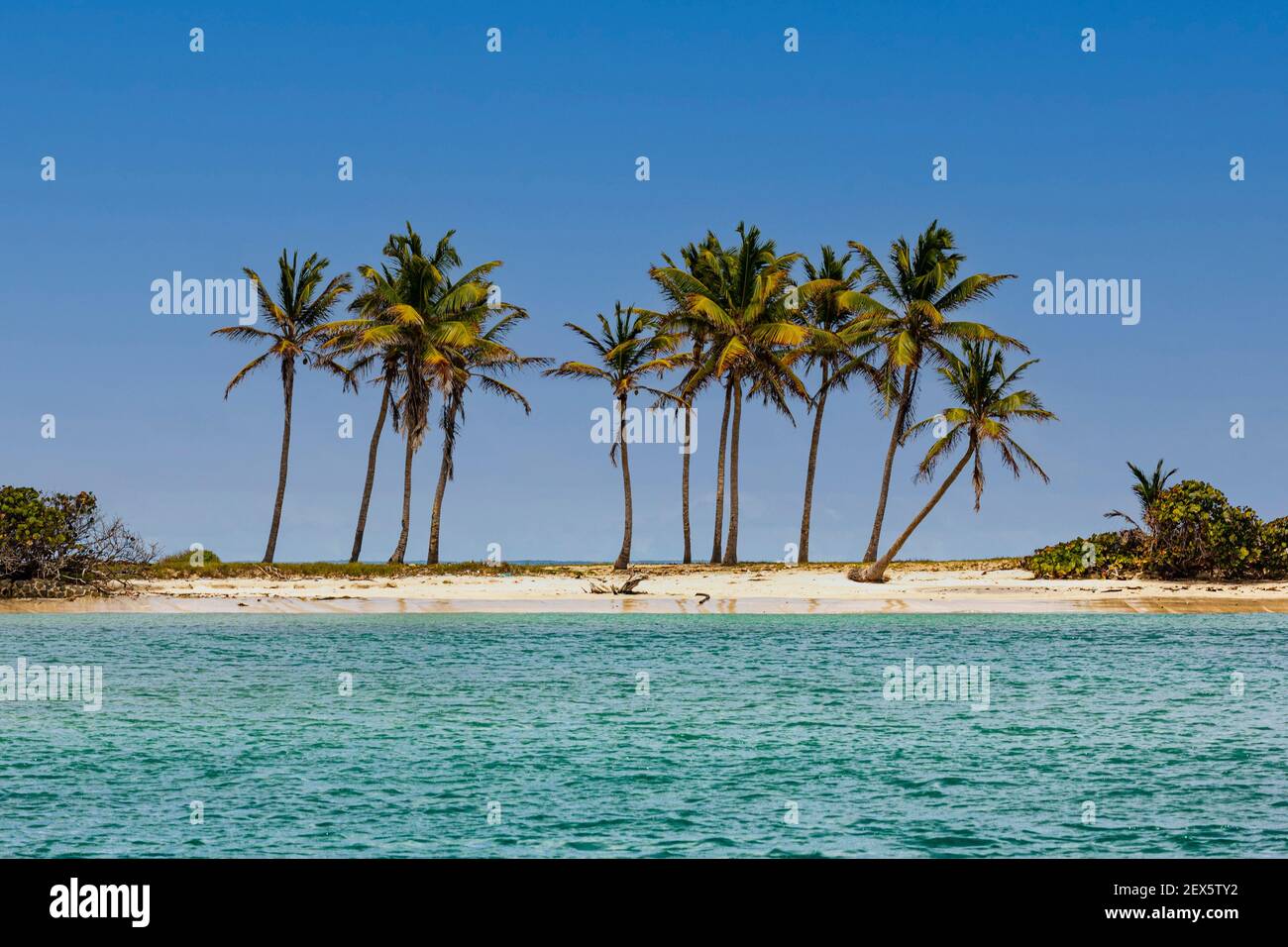 Palm Tree Row: Gruppo di alberi di palma su una stretta spiaggia di sabbia a Carnash Bay con l'oceano dei Caraibi, Carnash Bay, Mayreau, Saint Vincent e Grenadine Foto Stock