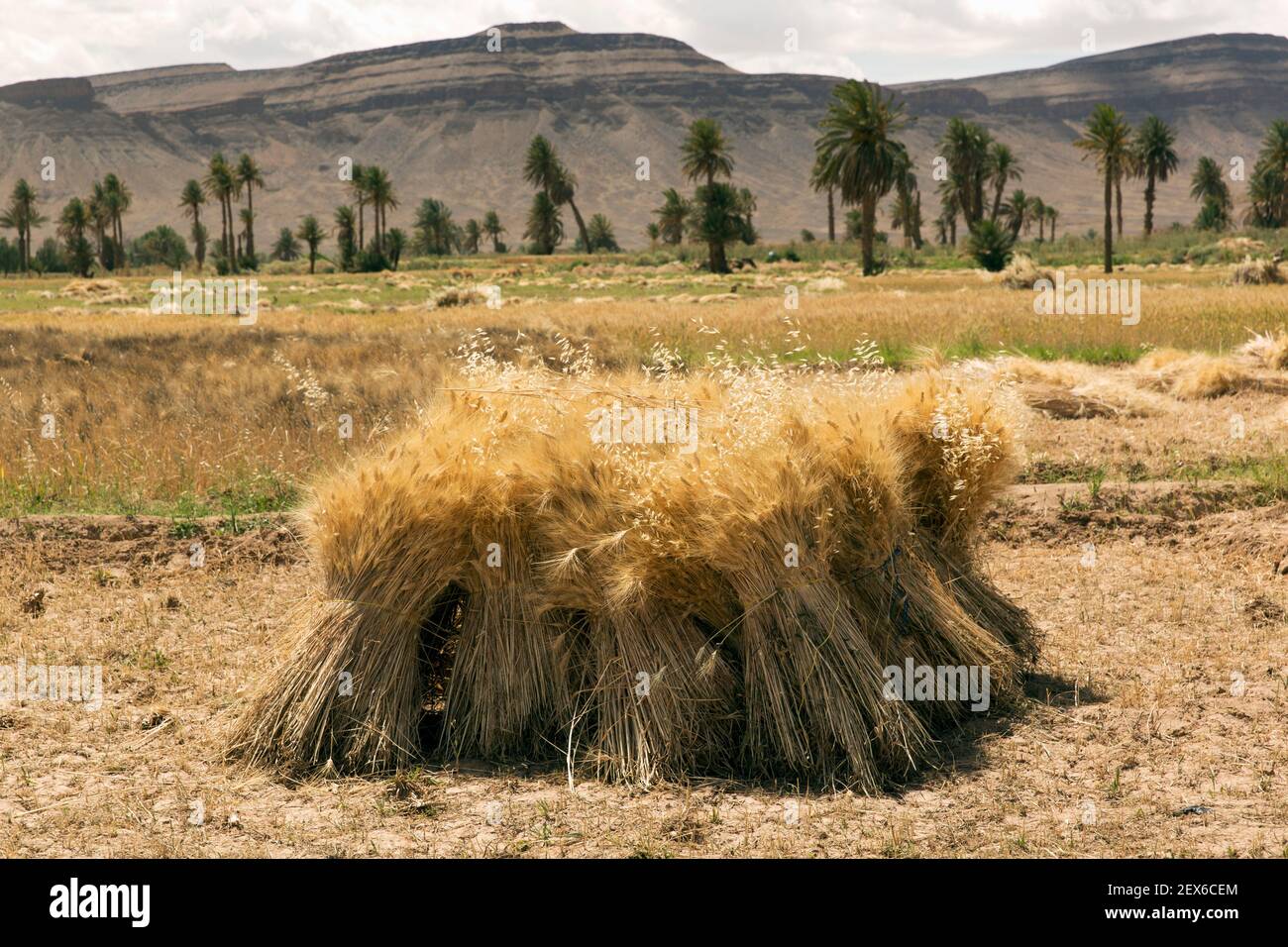 raccolto di grano, tagliato e accatastato Foto Stock