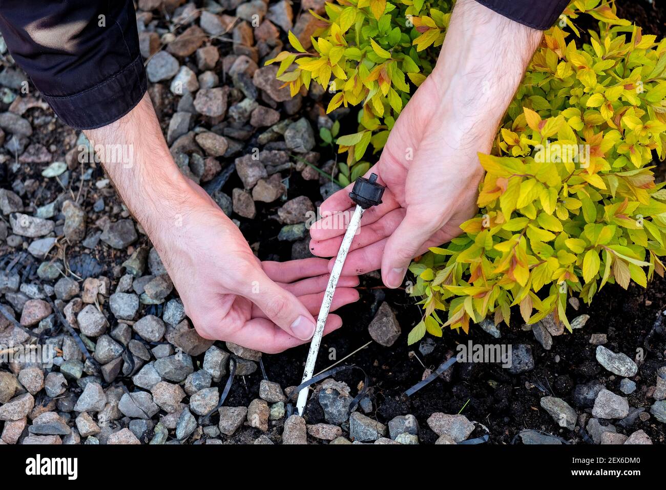 Tenga un tubo per annaffiare sotterraneo delle piante. Foto Stock