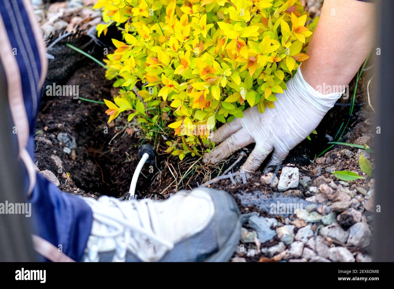 Piantando una pianta in primavera. Molta gente sta piantando un cespuglio, sparato lontano. Foto Stock