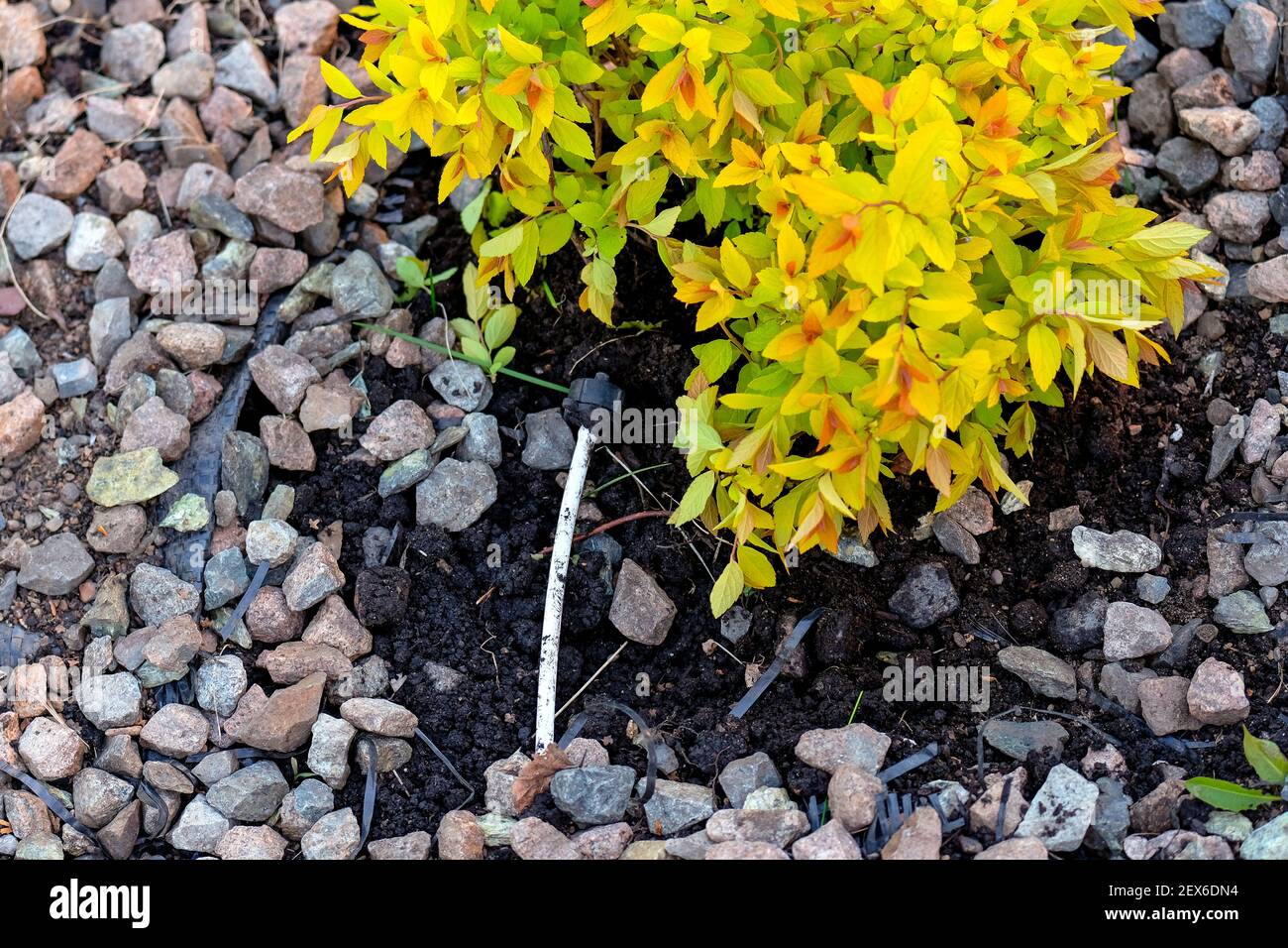 Piantando un cespuglio, un tubo per annaffiare sotterraneo di piante è visibile. Foto Stock
