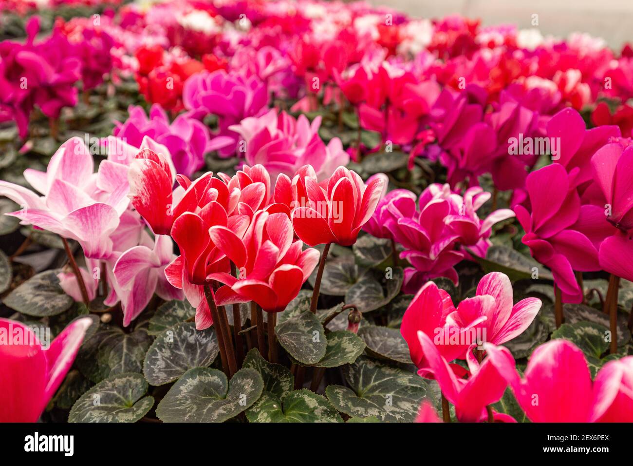 Colorati ciclamini pericum fiori vari colori con foglie verdi. Pianta di ciclamino rosa, bianca e rossa crescono in serra Foto Stock