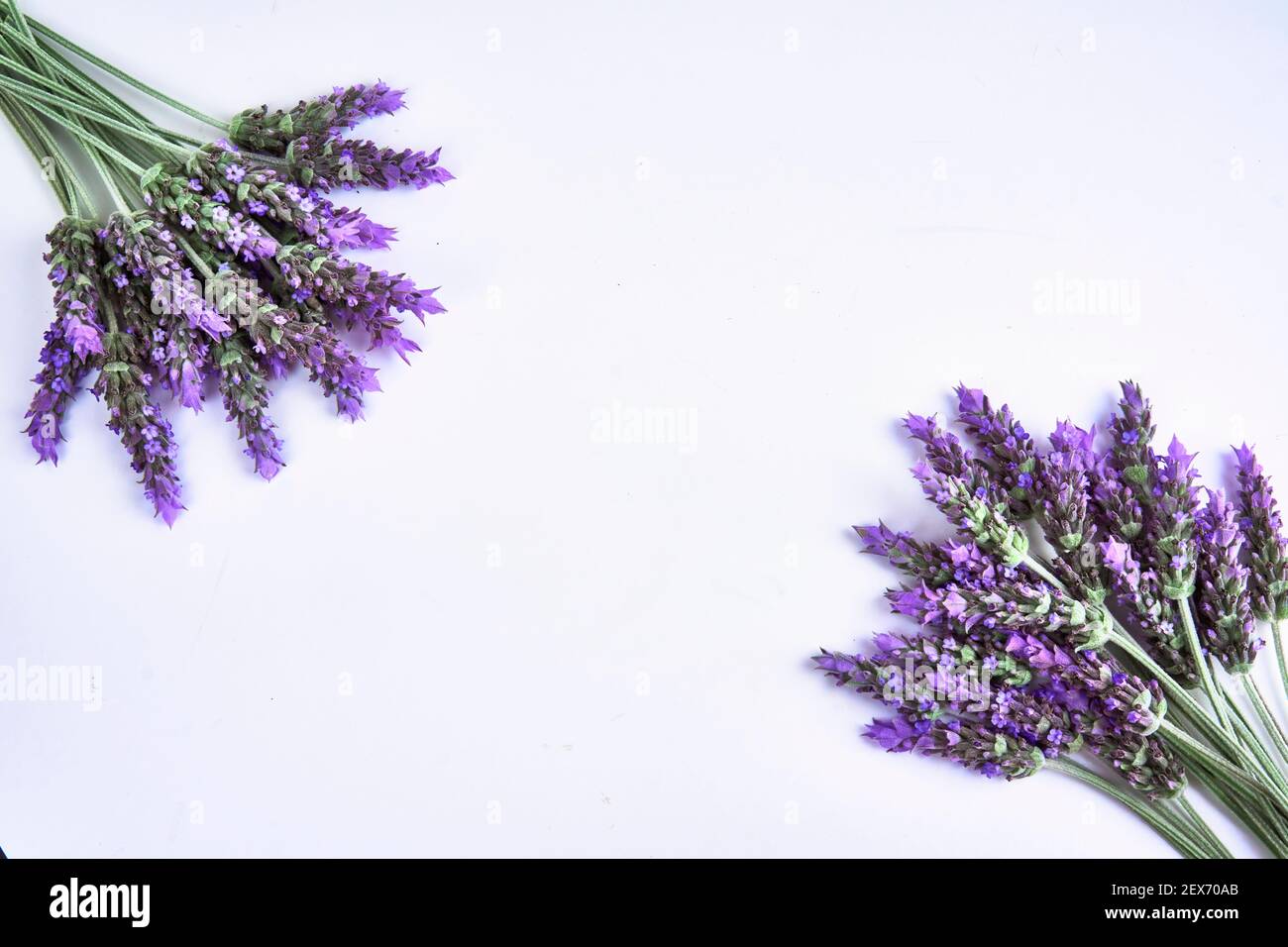 Bouquet di lavanda primo piano su sfondo bianco Foto Stock