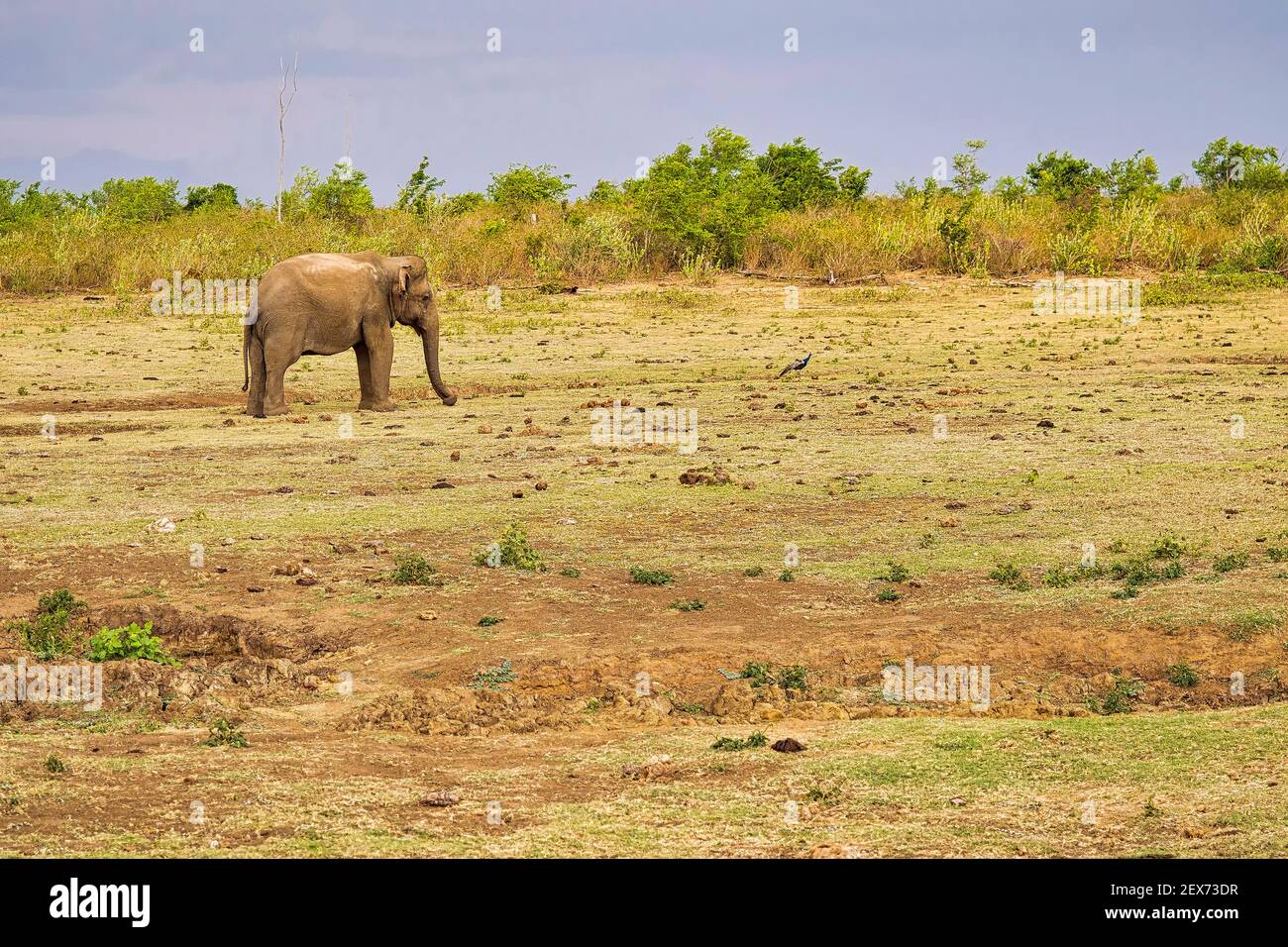 Elefante dello Sri Lanka, Elefas maximus maximus, Parco Nazionale di Udawalawe, Sri Lanka, Asia Foto Stock